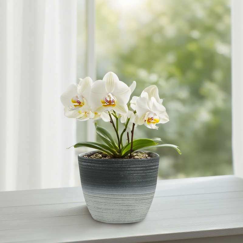 Runder sandgestrahlter Blumentopf mit zweifarbiger Strichzeichnung